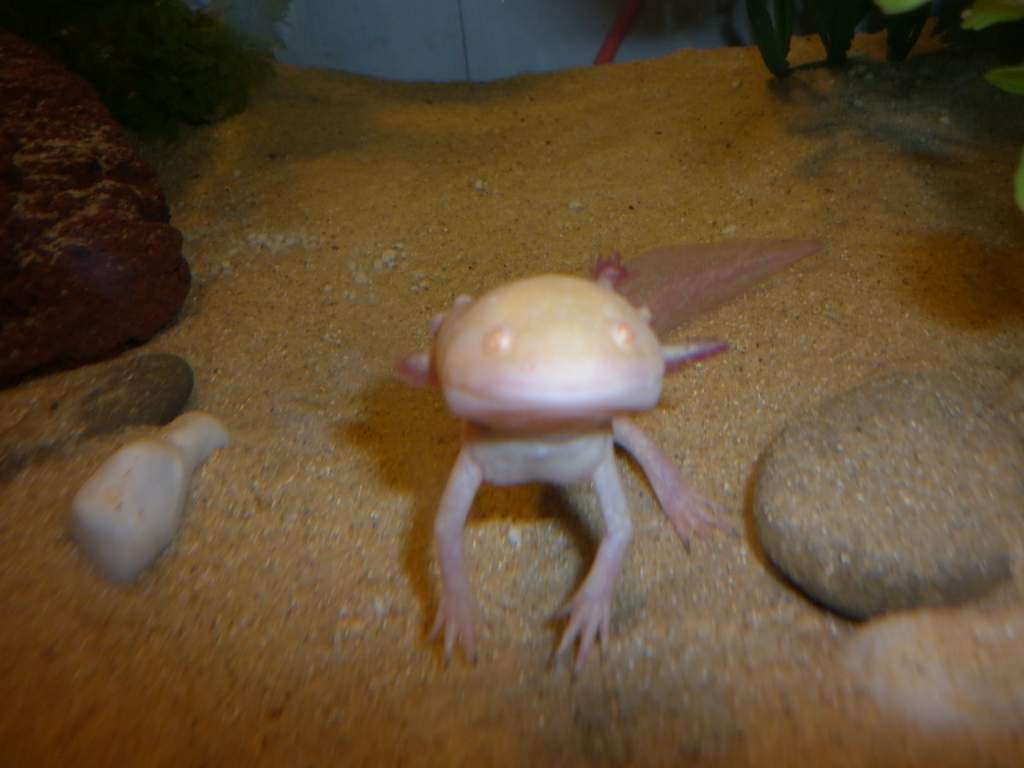 Standing up for a yummy worm. :)