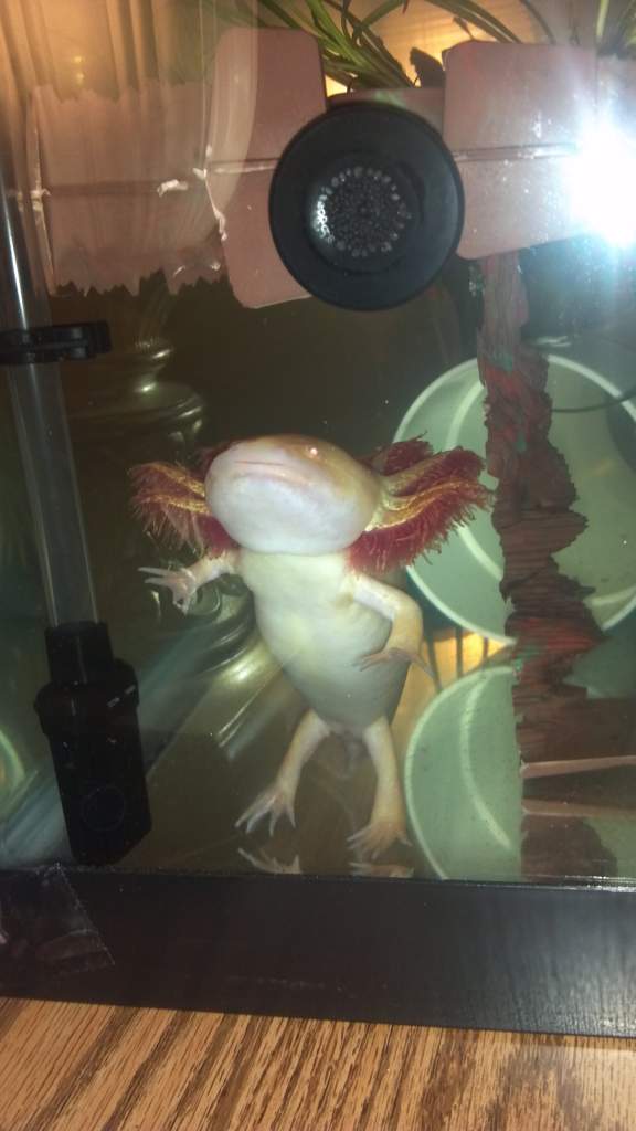 standing while I was looking over the top of the tank