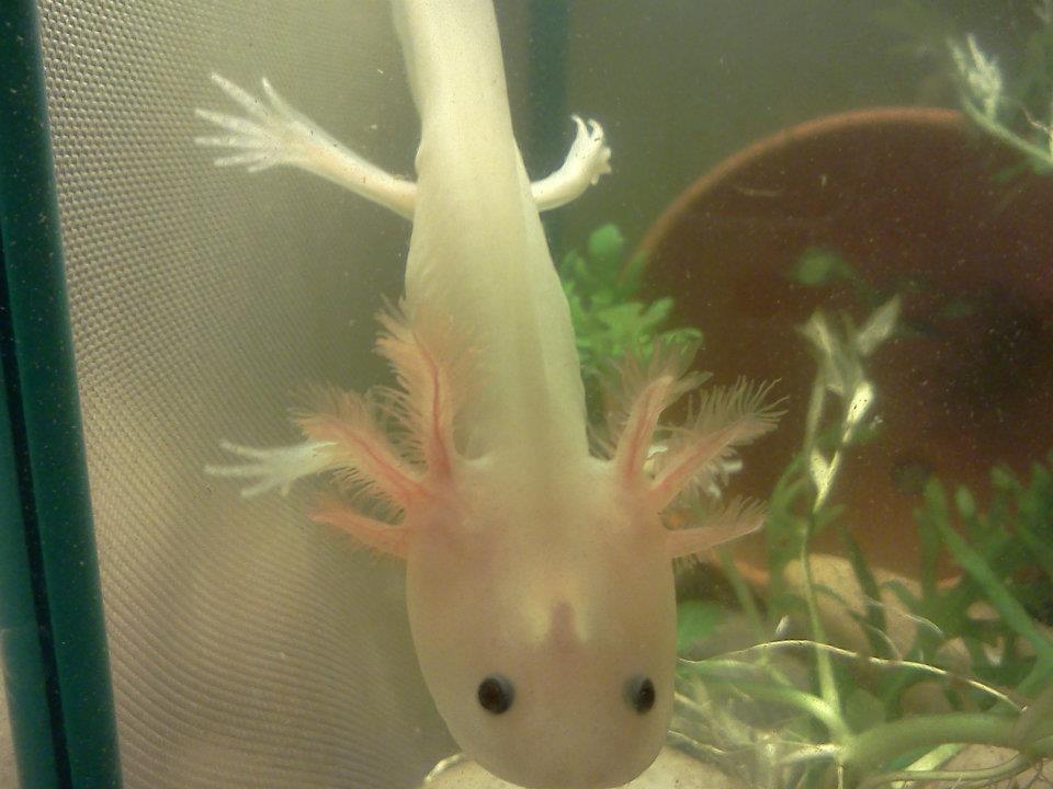 Stardust when she was small