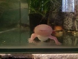 Staring contest with Blanco