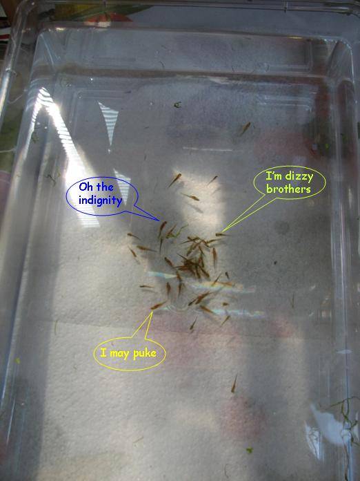 step 4: they will swirl into the middle, temporarily under the influence