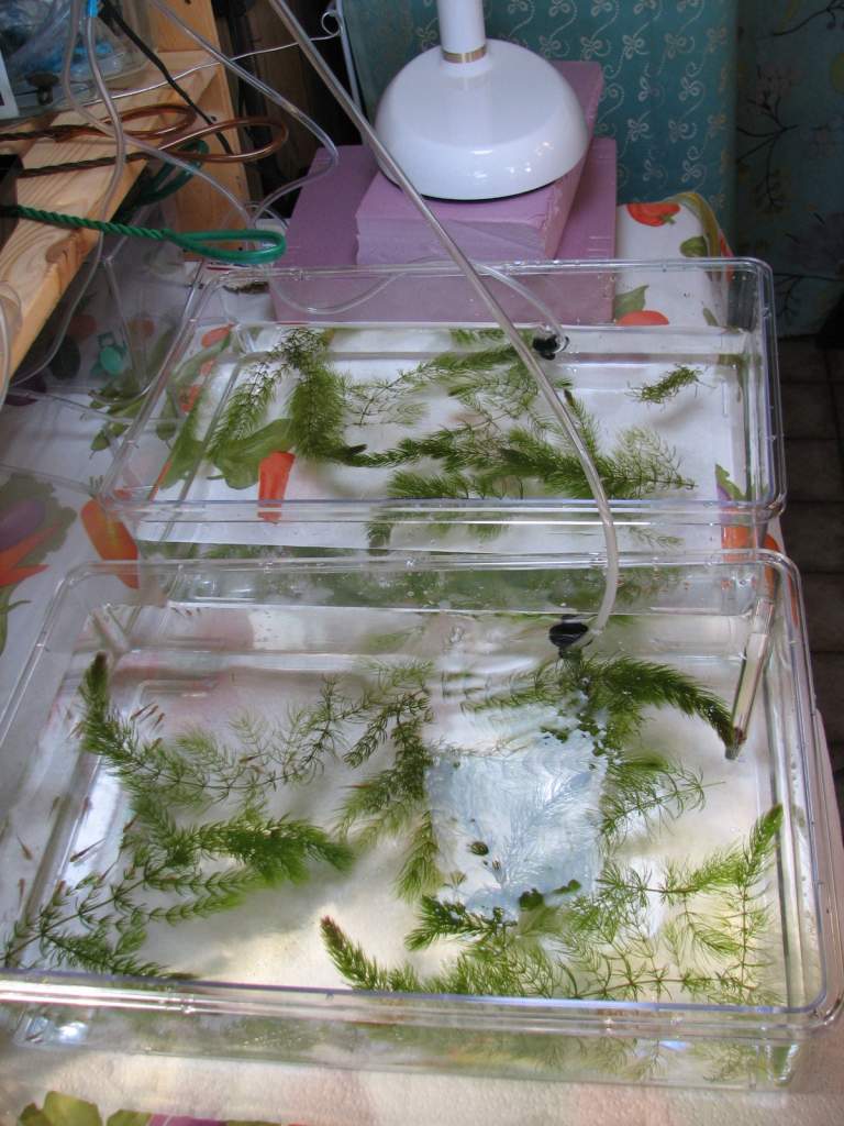 step 6: deposit the whole bunch in new tub.