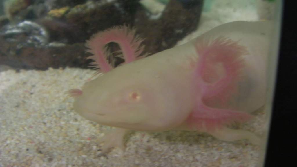 Steve:)