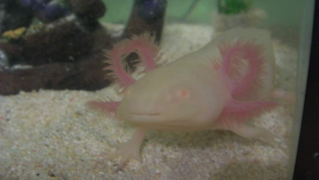 Steve:)
