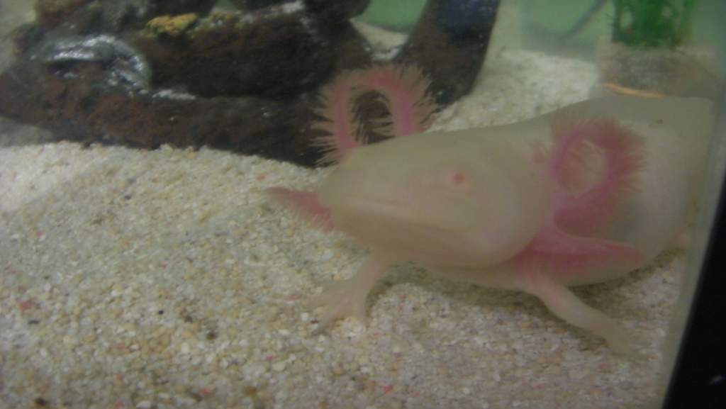 Steve:)