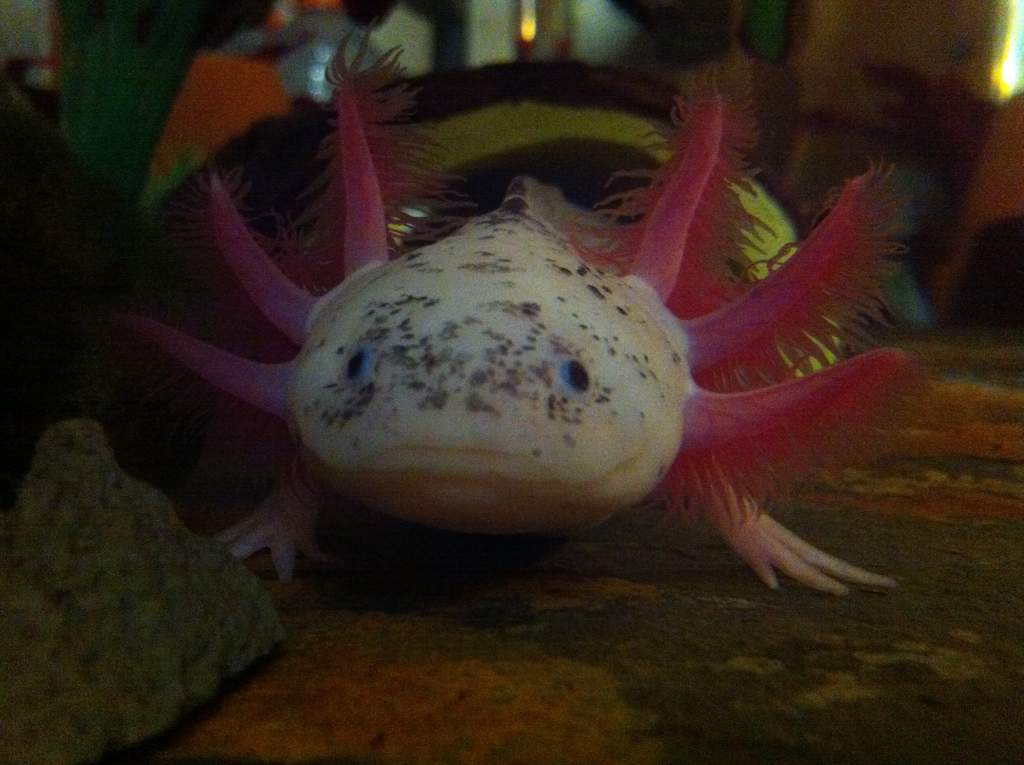 Steve