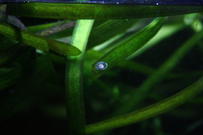 Steven Zwartkruis   Hypselotriton orientalis
