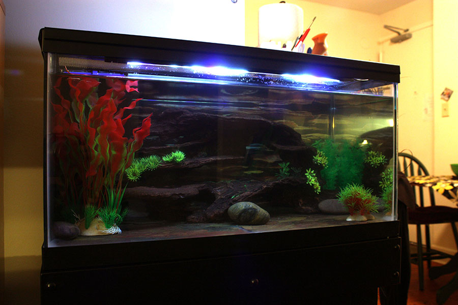 Steve's tank. The lights look brighter than they are.