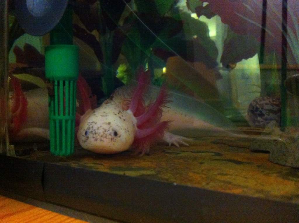 Stevie hunting worm