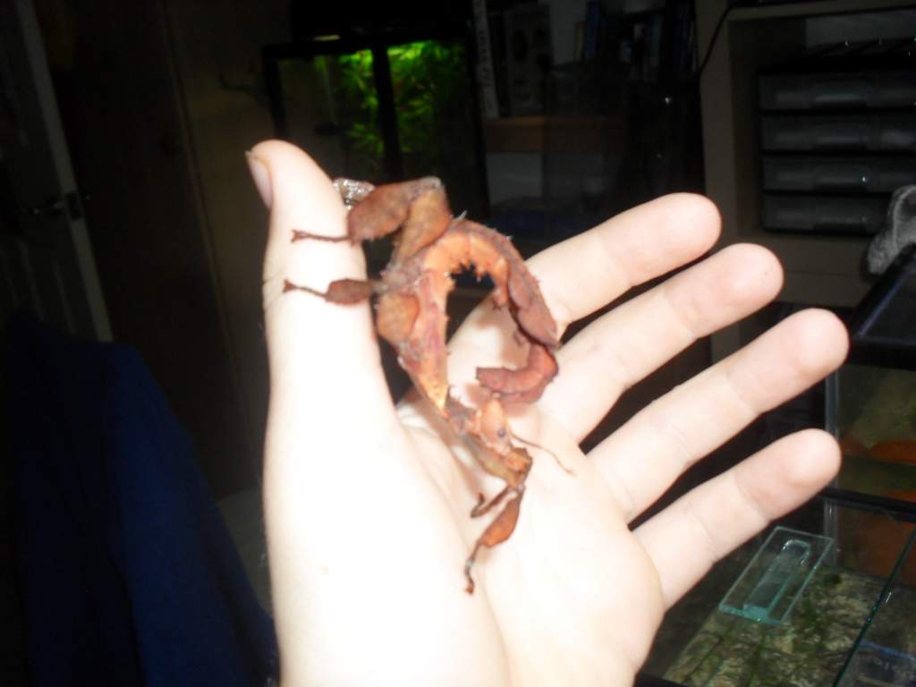 stick insect, Extatosoma tiaratum
