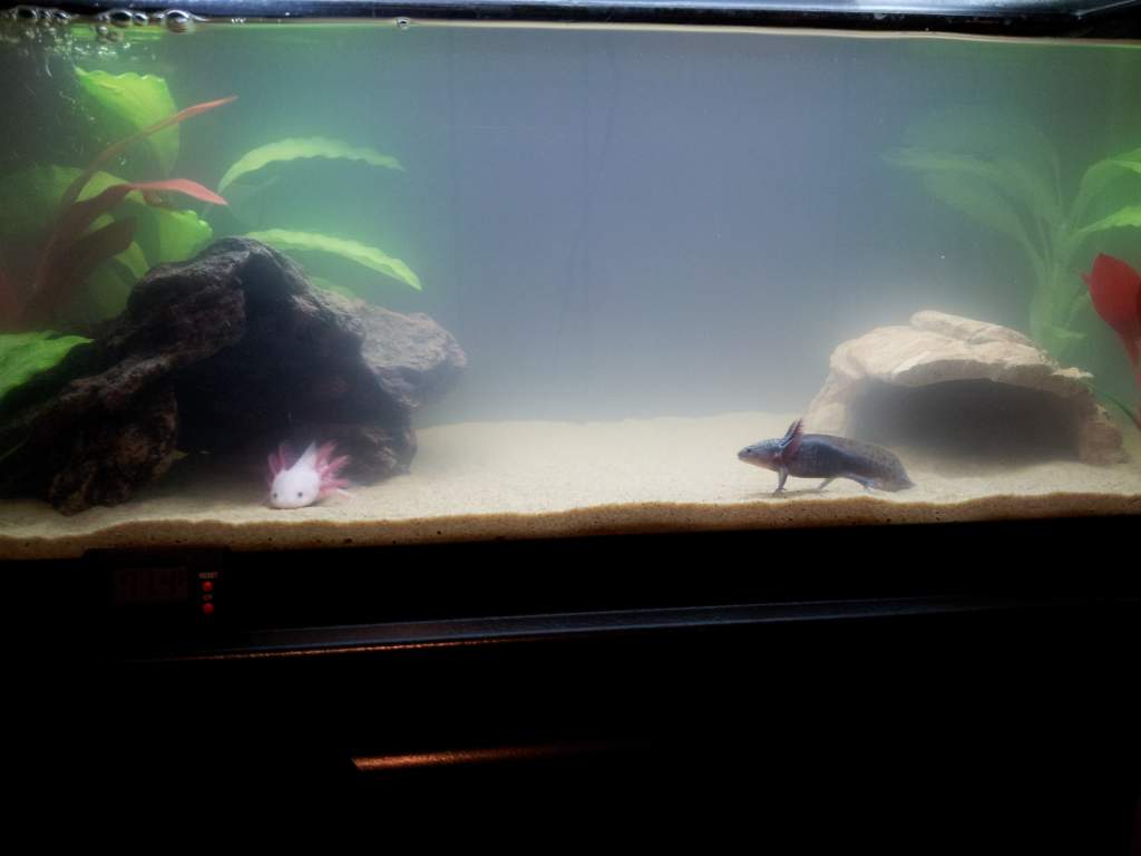 Still a bit cloudy but they love it.
20 gallon long with sand