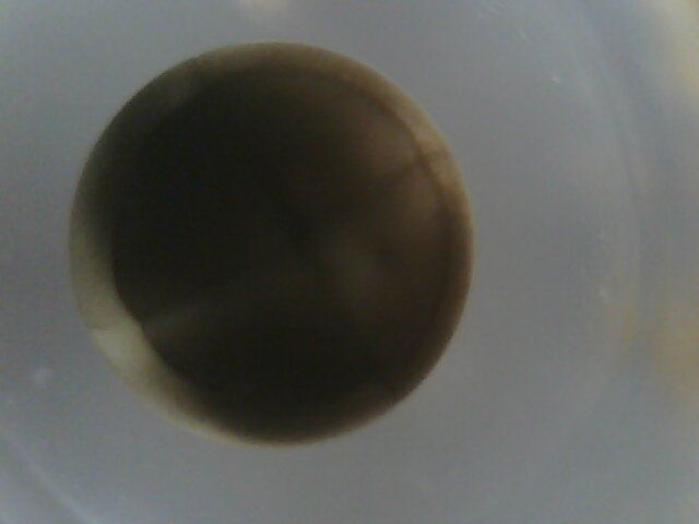 still four cells