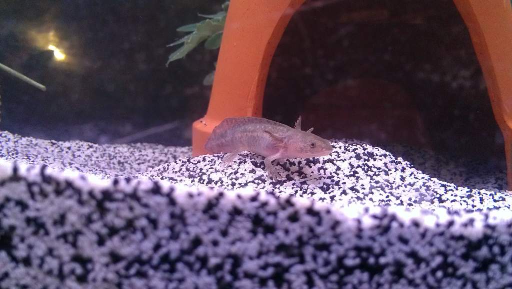 Still have to find a name for this little one.