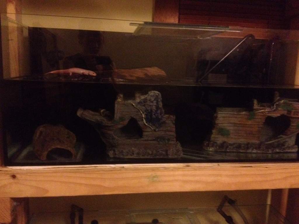 Still needs:
Substrate
Chiller
For the wood to sink so I can rearrange 
Plants (plastic or real is undecided)
Better land station
Charlie