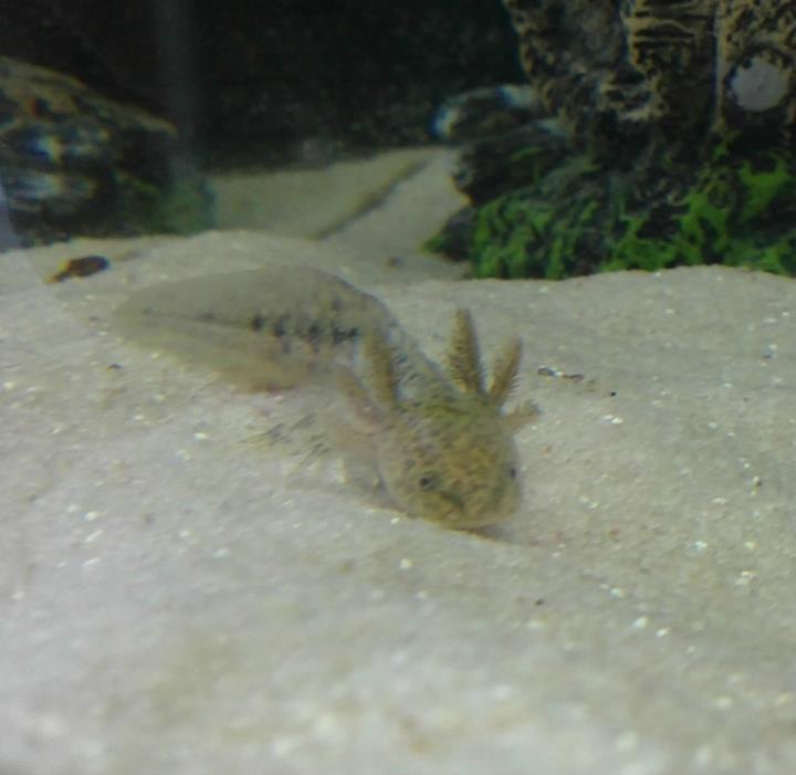 Stimpy
