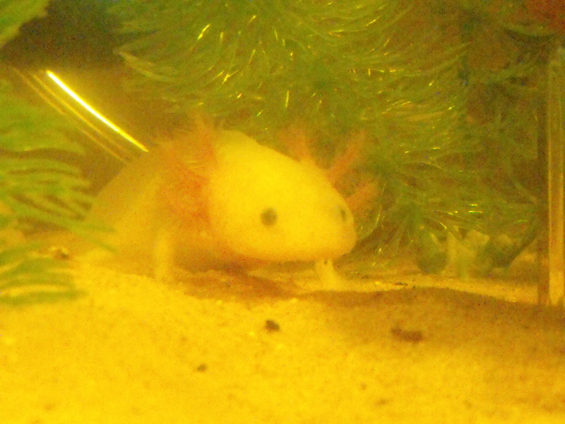 Stitch being shy