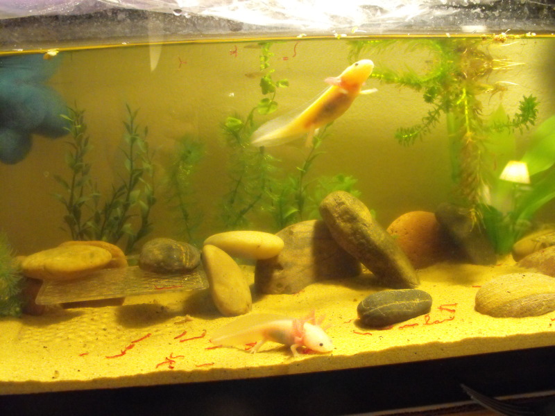 Stitch swimming while Tater Noms