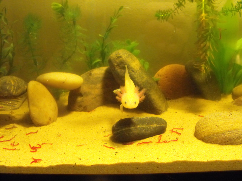 Stitch swimming