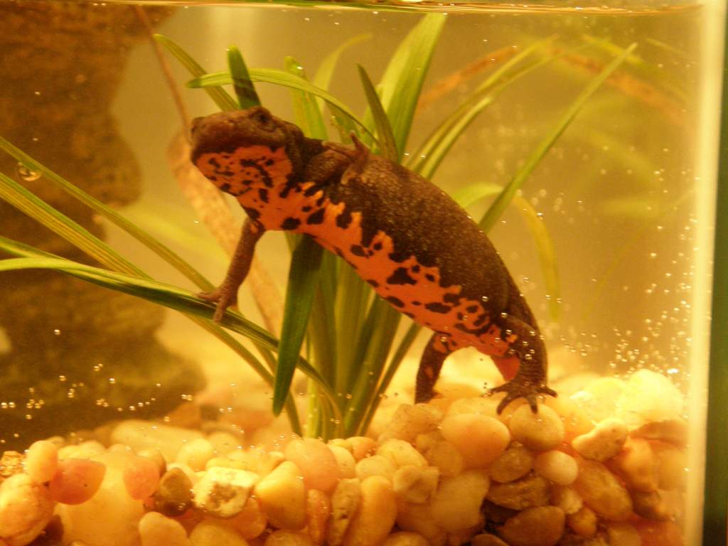 stitch (very curious)