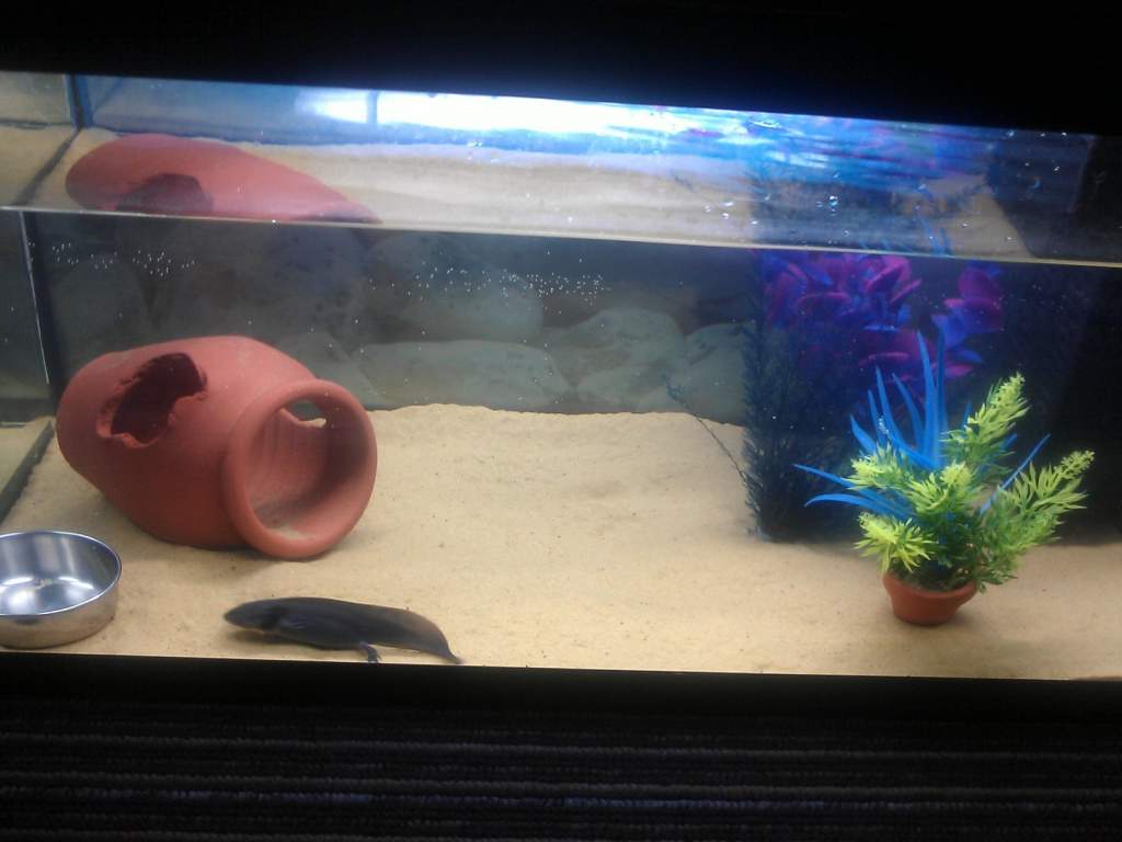 Storms new home :D