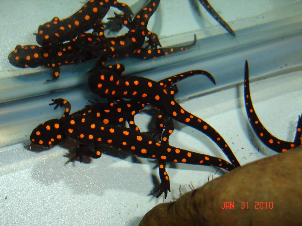 Strauchii (it's a scary world out there, lets all hudle together, that will make it better)