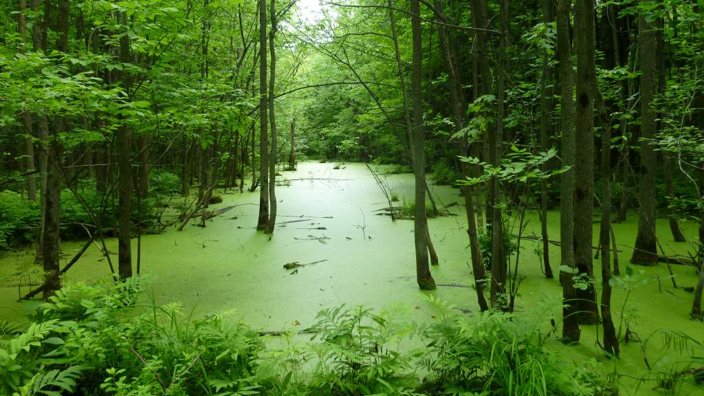 Stream