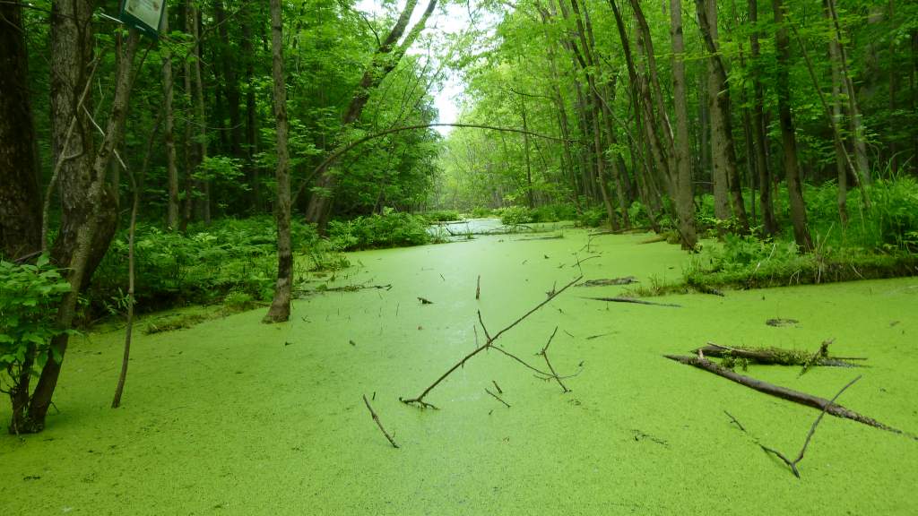 Stream
