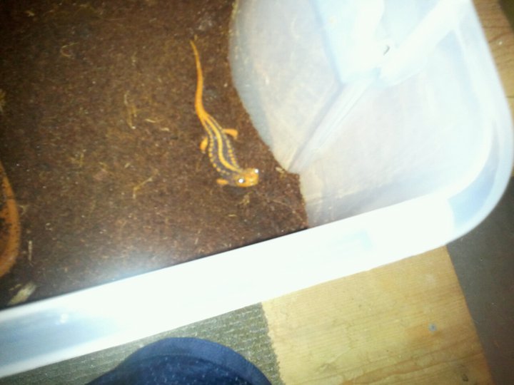 stuby.he never has hadback feet. Only legs. But he gets around and eats like a pig lol