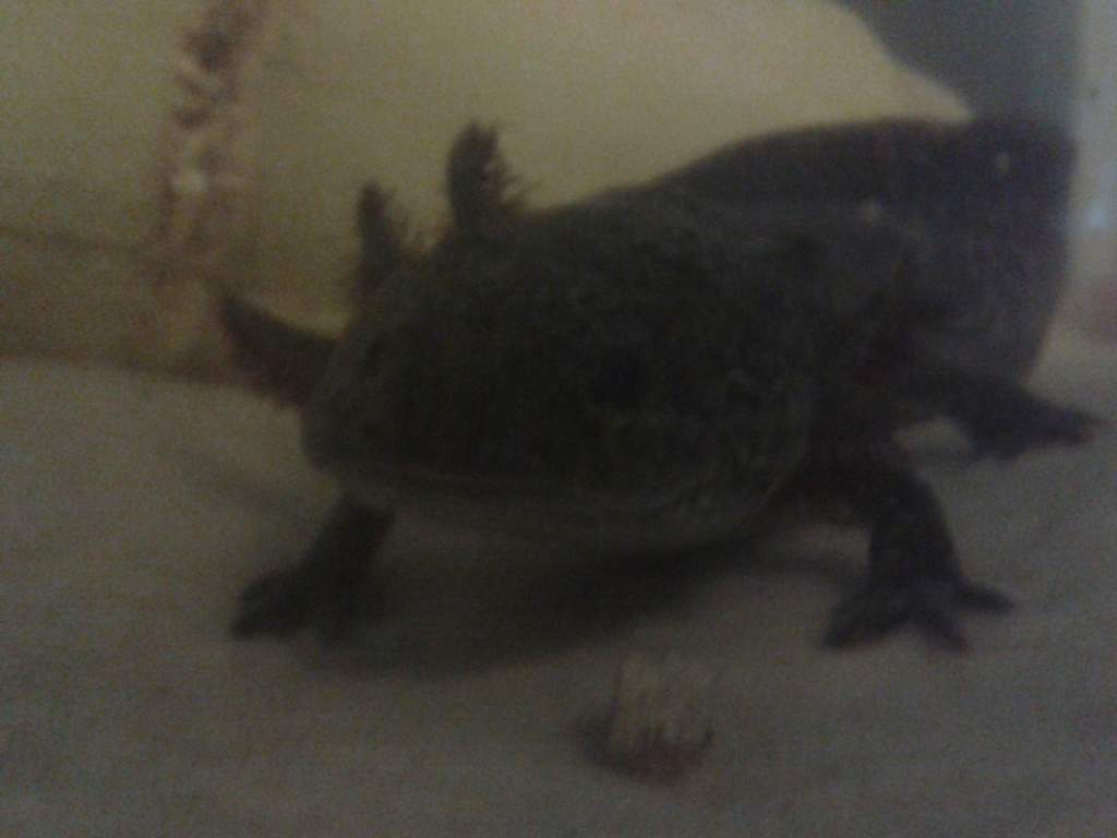 stumpy smiling for the camera