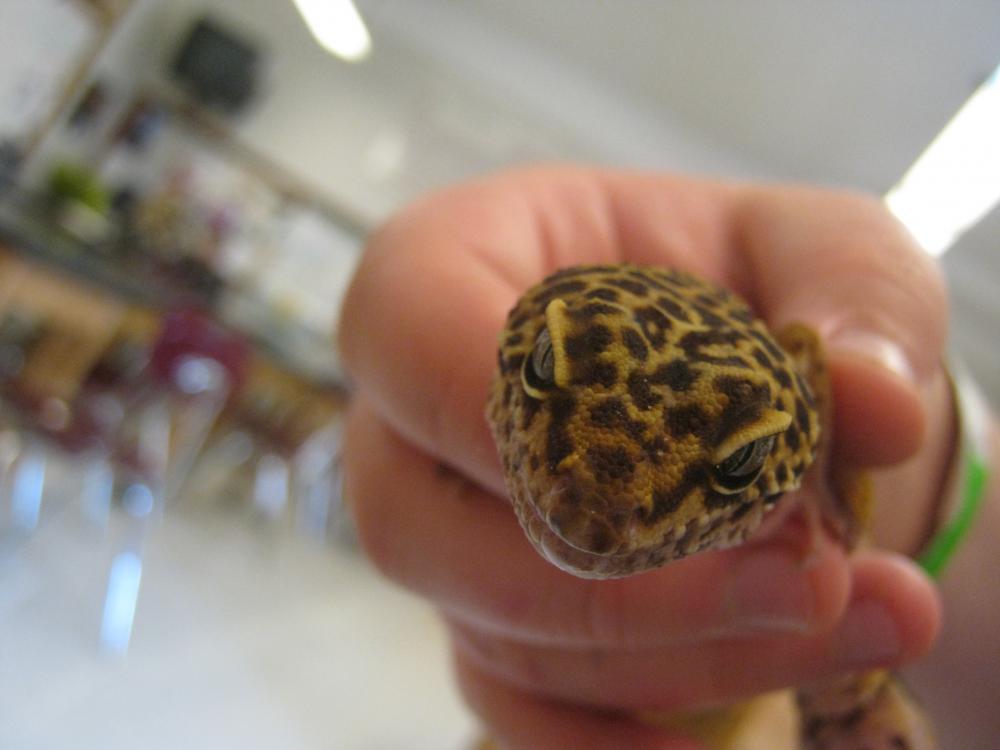 Stumpy