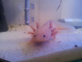 Stumpy