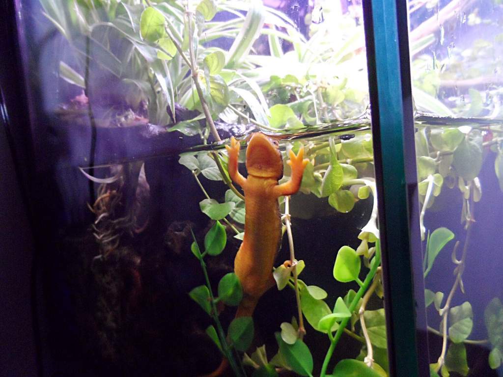 Such a cute orange little belly