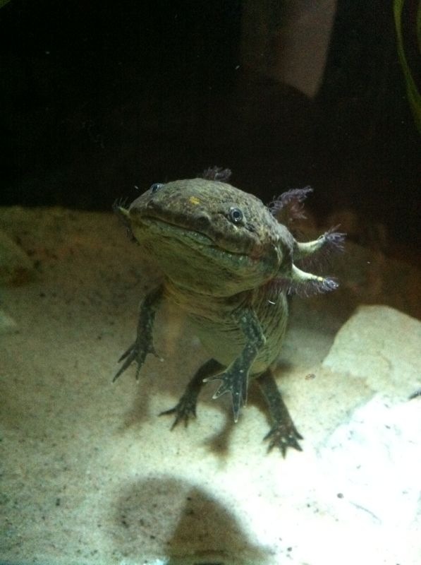Such a poser