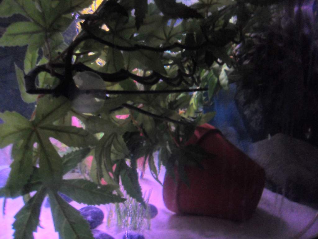 Suction cup jungle plant