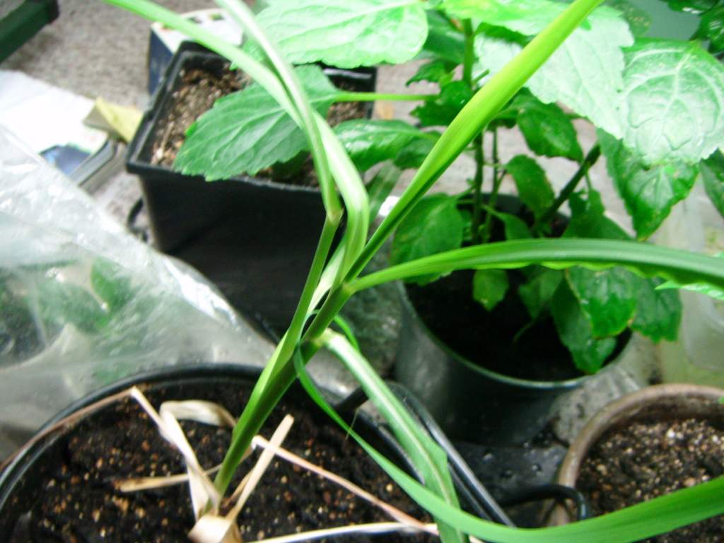 Sugarcane [Saccharum Officinalis] Hawaiian strain