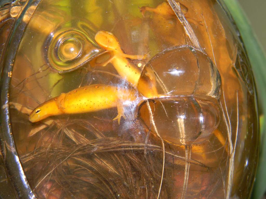 summer 2011 020