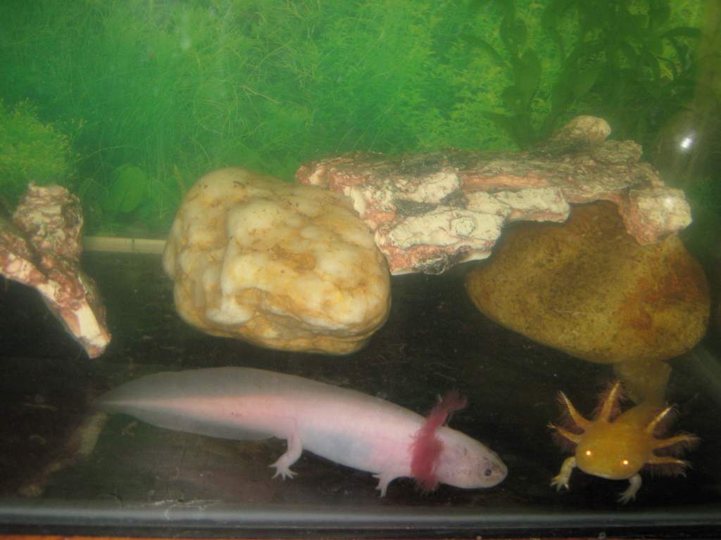 sunny has grown her left leg and toes back since we have had her/him ....scaler has gotten some colouring on his/her face aswell in the last couple of