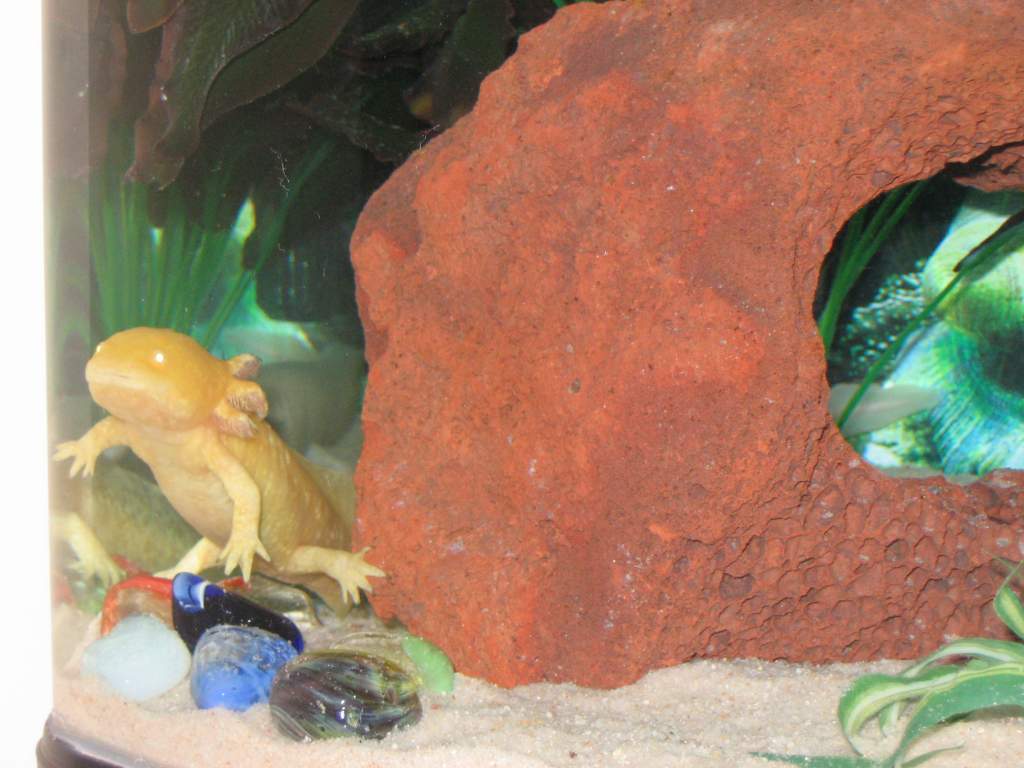 Sunshine Ray loves to play hide-and-seek in the many hiding spots available to her, she loves to climb on the hiding spots too!