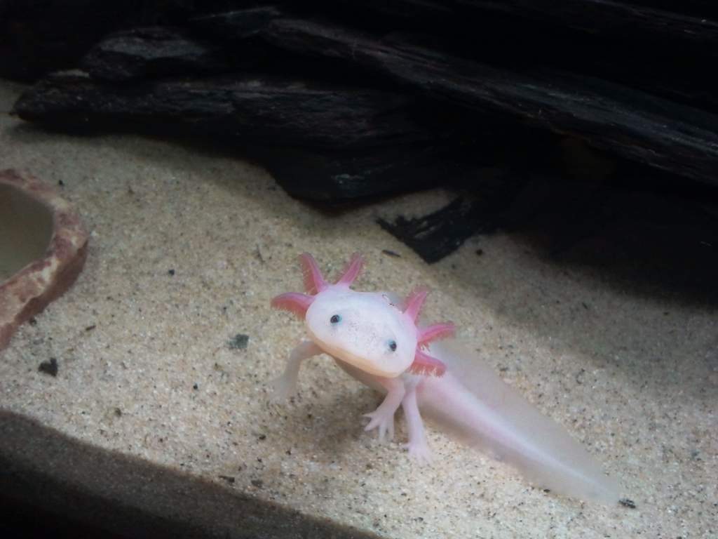 Sup?