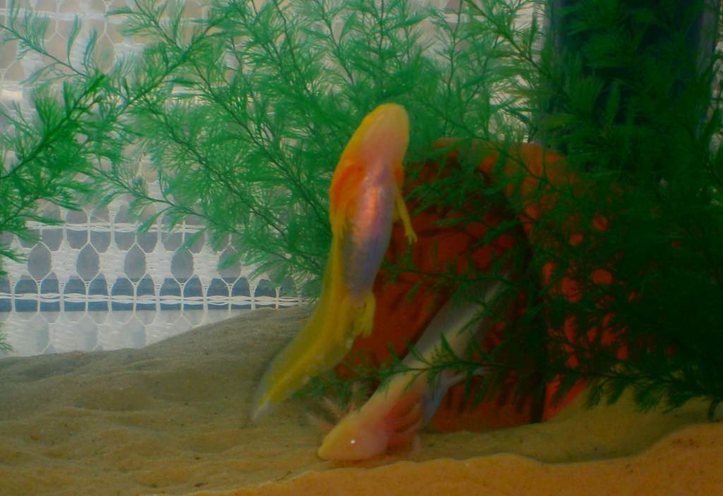 SUPER LOTL!!!