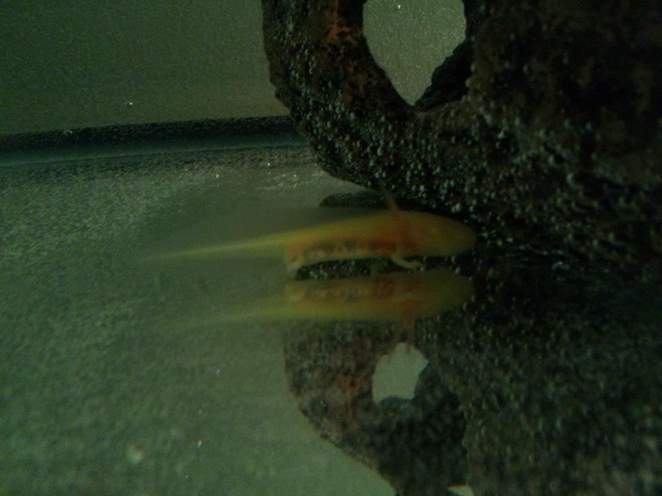 Super tiny