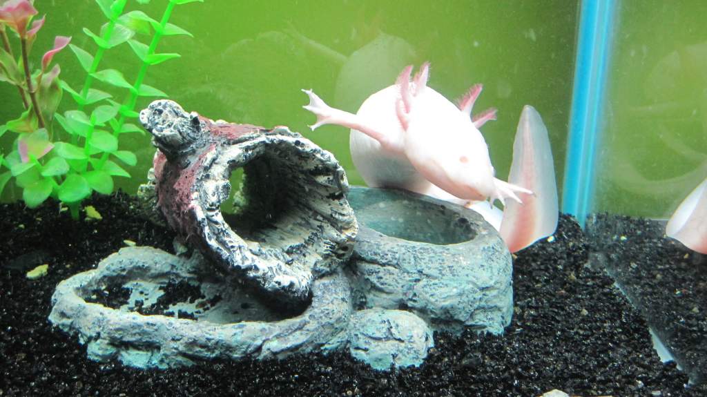Superlotl!