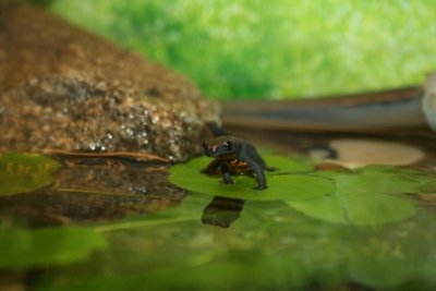 Surfing a leaf. :)