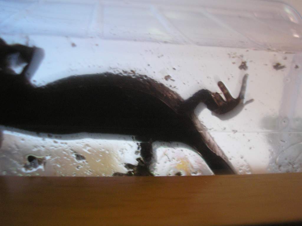 suspected female underside