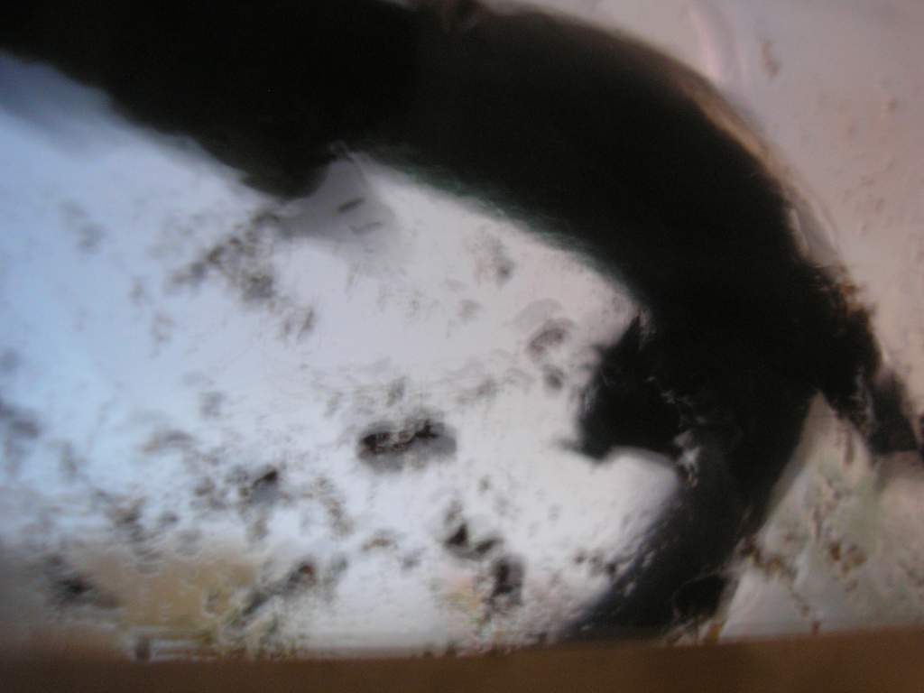 suspected male underside