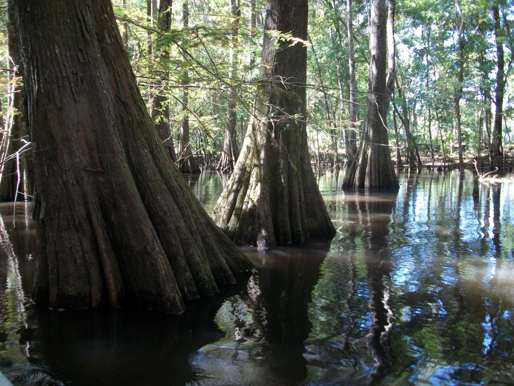 Swampland adventure!  There is A LOT of neat swamp cypress driftwood floating around, I should probably take some home lol!