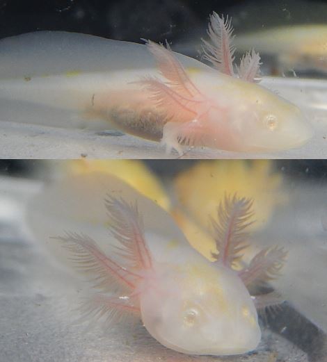 Sweet little Albinos.
