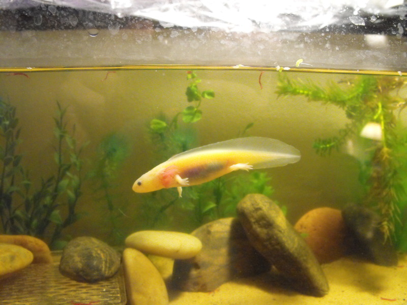 Swimming Stitch