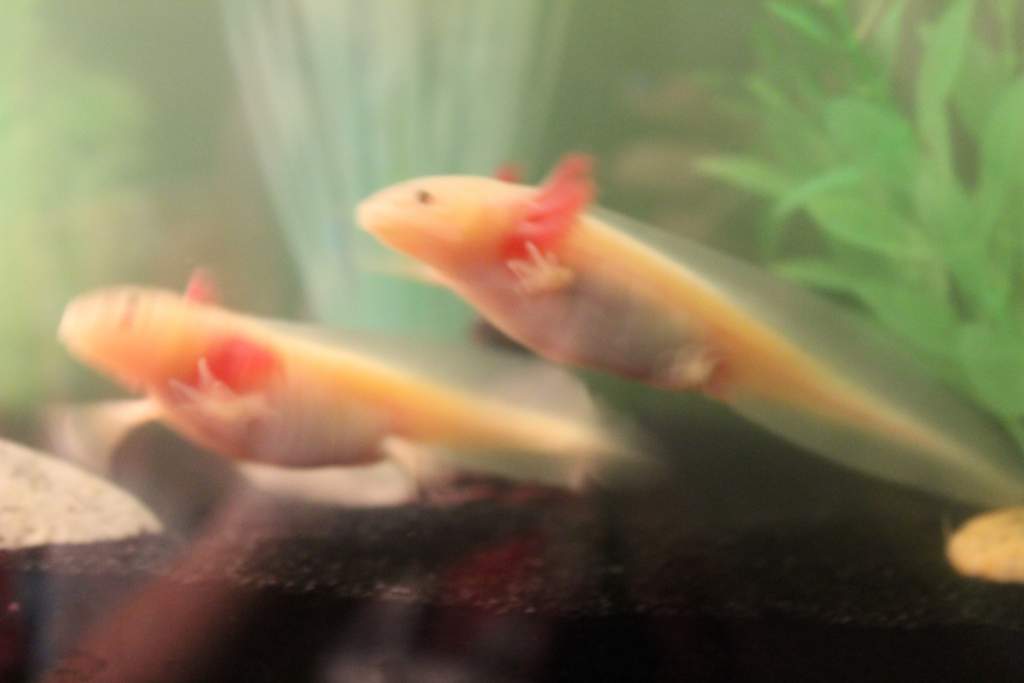 synchronized swimming (~5 months)