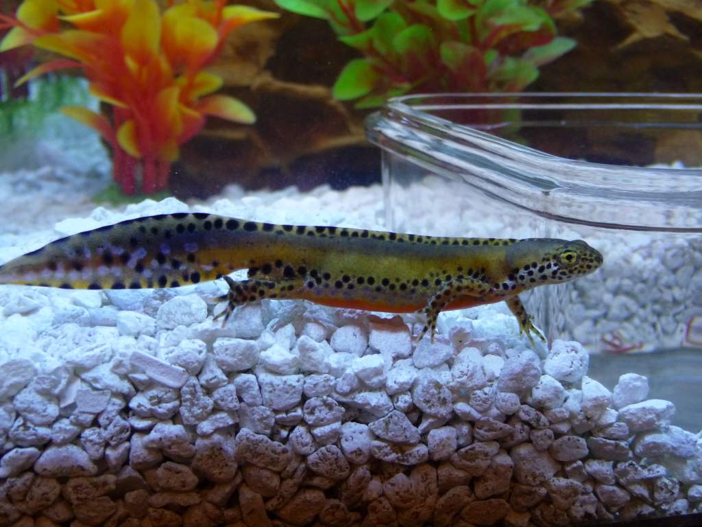 t.a. apaunus 3